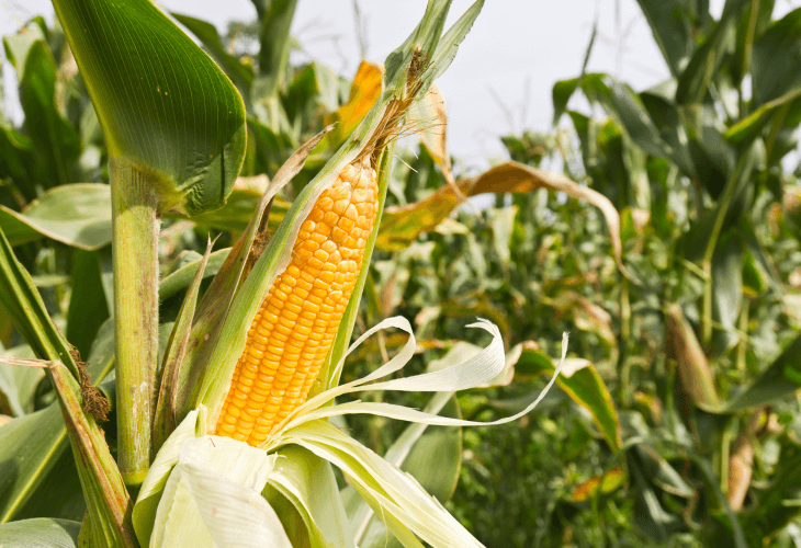 Kiszonka z kukurydzy. Zakiszanie ziarna kukurydzy, kiszenie kukurydzy - jak wygląda?
