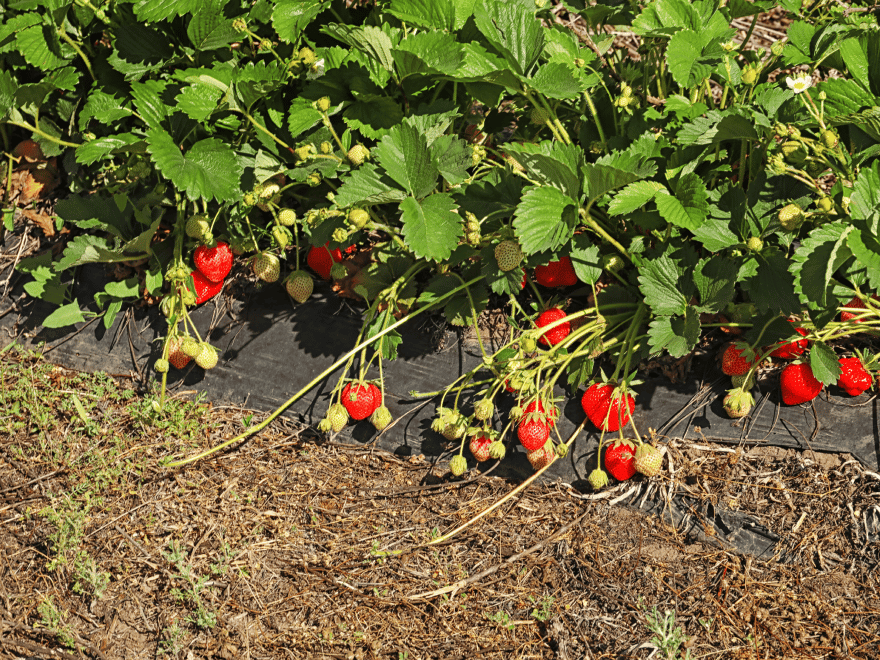 Truskawka powtarzająca - owocowanie, odmiany, uprawa. Kiedy sadzić truskawki powtarzające na polu?