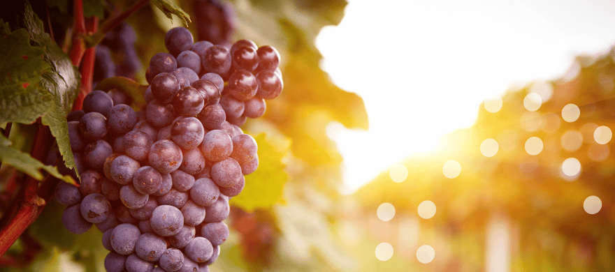 Nawóz do winogron, winorośli - sprawdź jak wygląda nawożenie winogron!