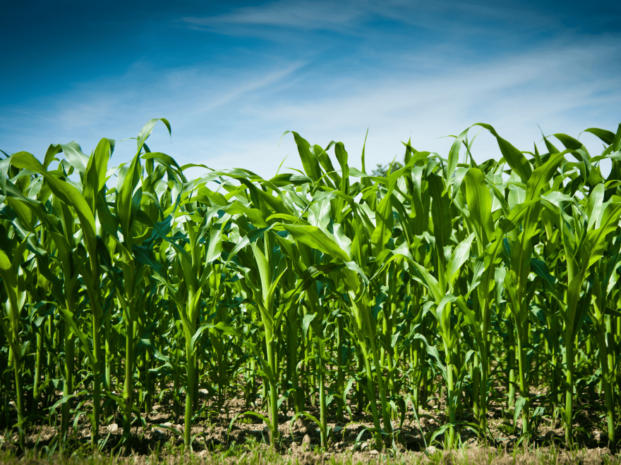 Ile azotu pod kukurydzę? Nawożenie azotem kukurydzy - kiedy?