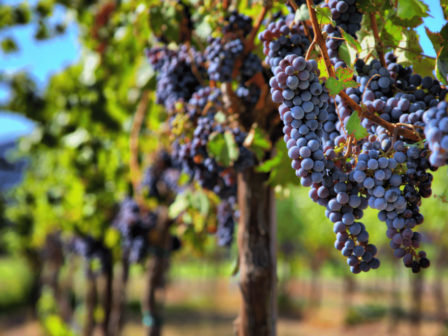 Jaki nawóz do winorośli, nawóz do winogron? Kiedy nawozić winogrona?