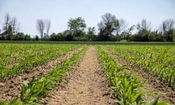 Maize can be one of the most damaging crops for soil structure.