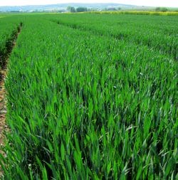 New trials from NIAB have shown increased nutrient use efficiency with reduced N and P applications, thanks to TIMAC AGRO UK products.