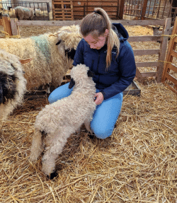 Valais Blacknose lambs with Technical Sales Specialist, Amy Russell.