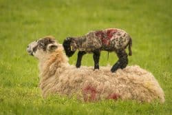 Ewe Health and Lambing Success