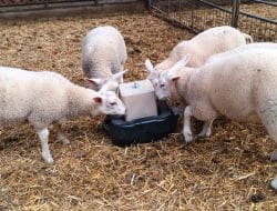 Lambs enjoying the Ceteia Ovin B nutrition block.