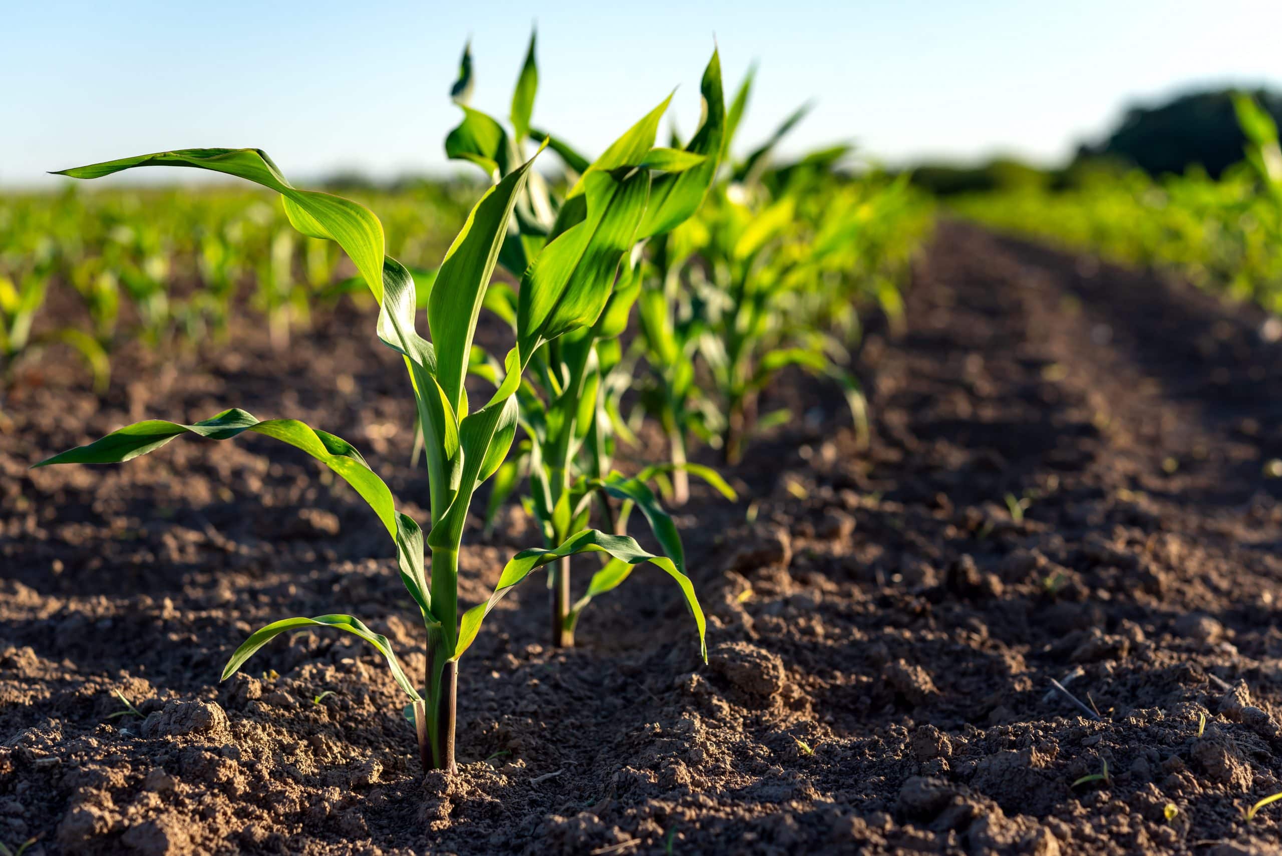 Physiostart improves maize establishment and nutrient absorption for optimal early development.