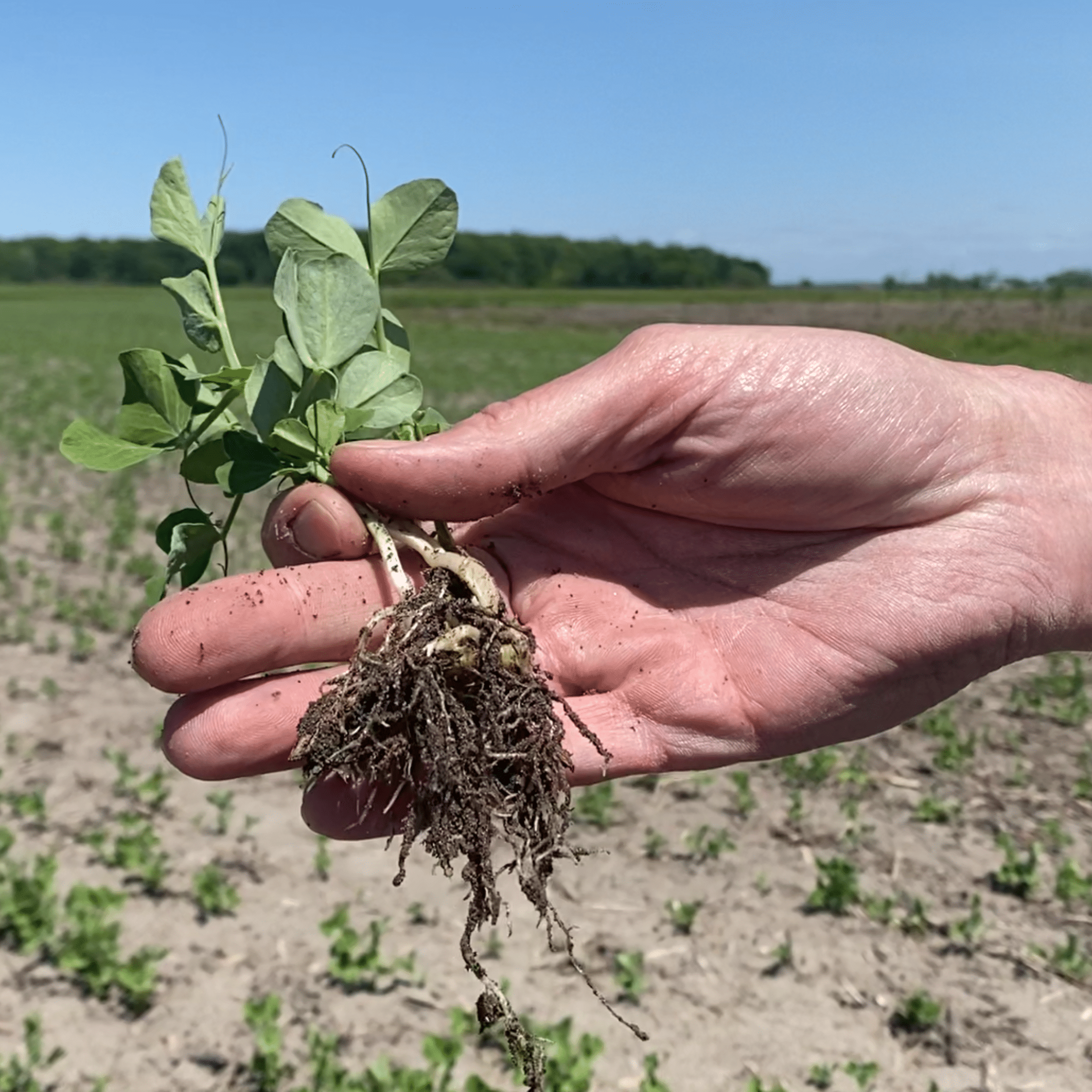 Fertiactyl GZ william Houde timac agro