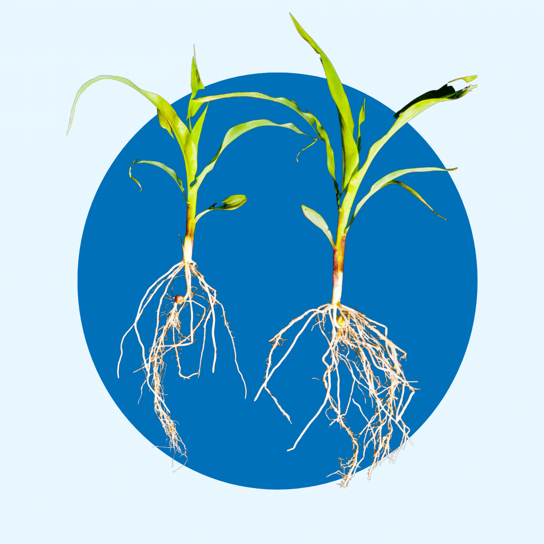 Fertileader axis william houde timac agro