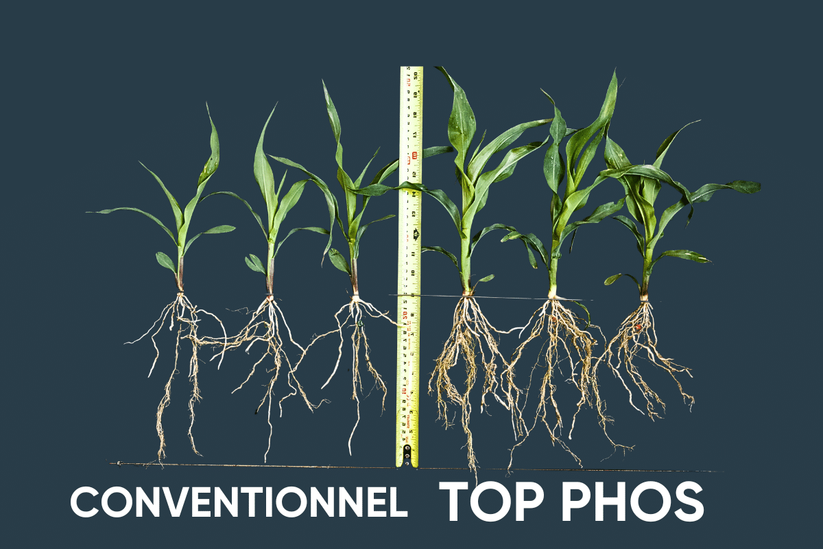 Top Phos william houde timac agro
