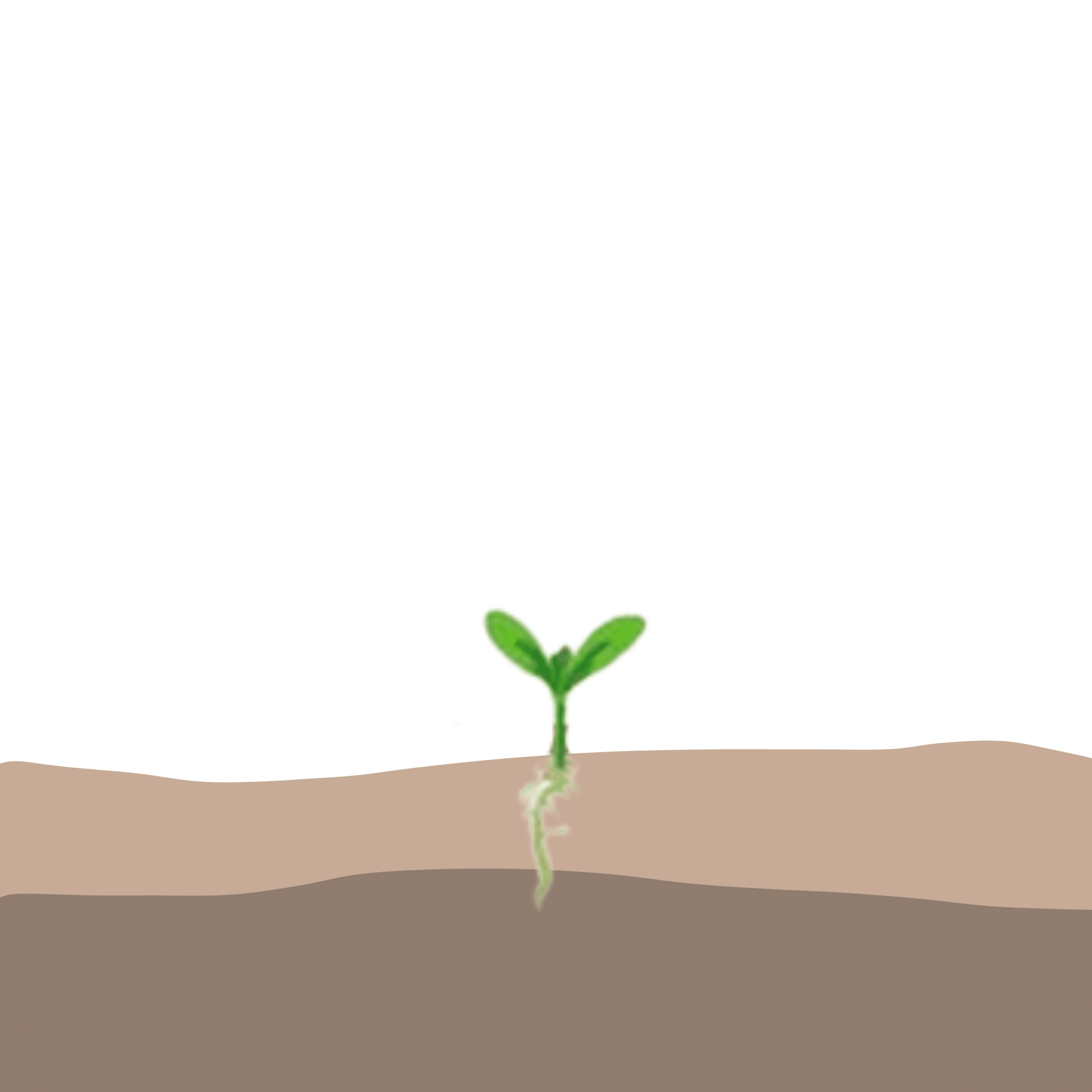 crop step 1