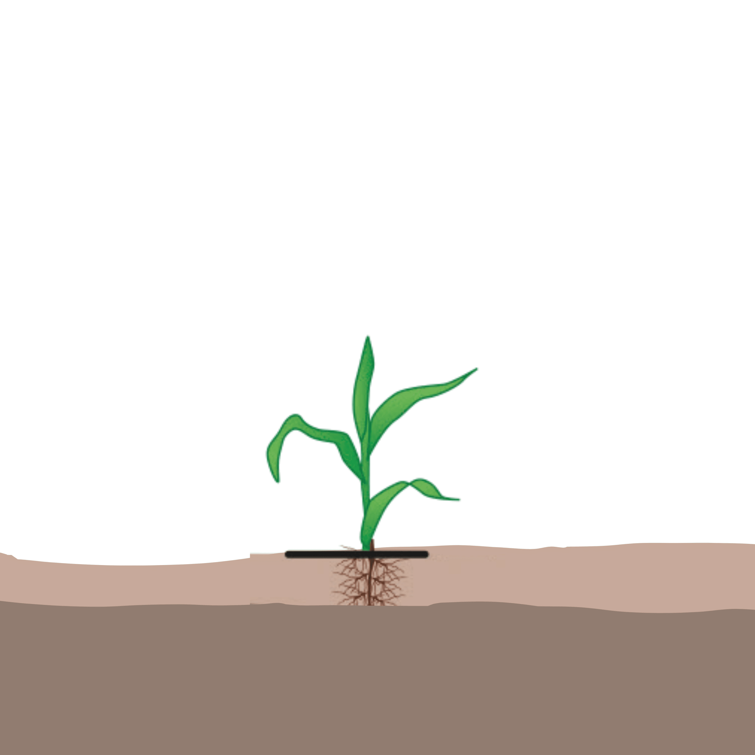 crop step 1