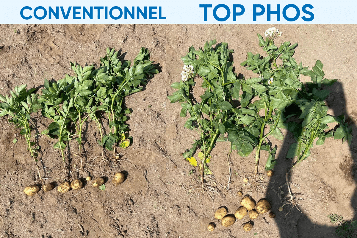 Top Phos william houde timac agro