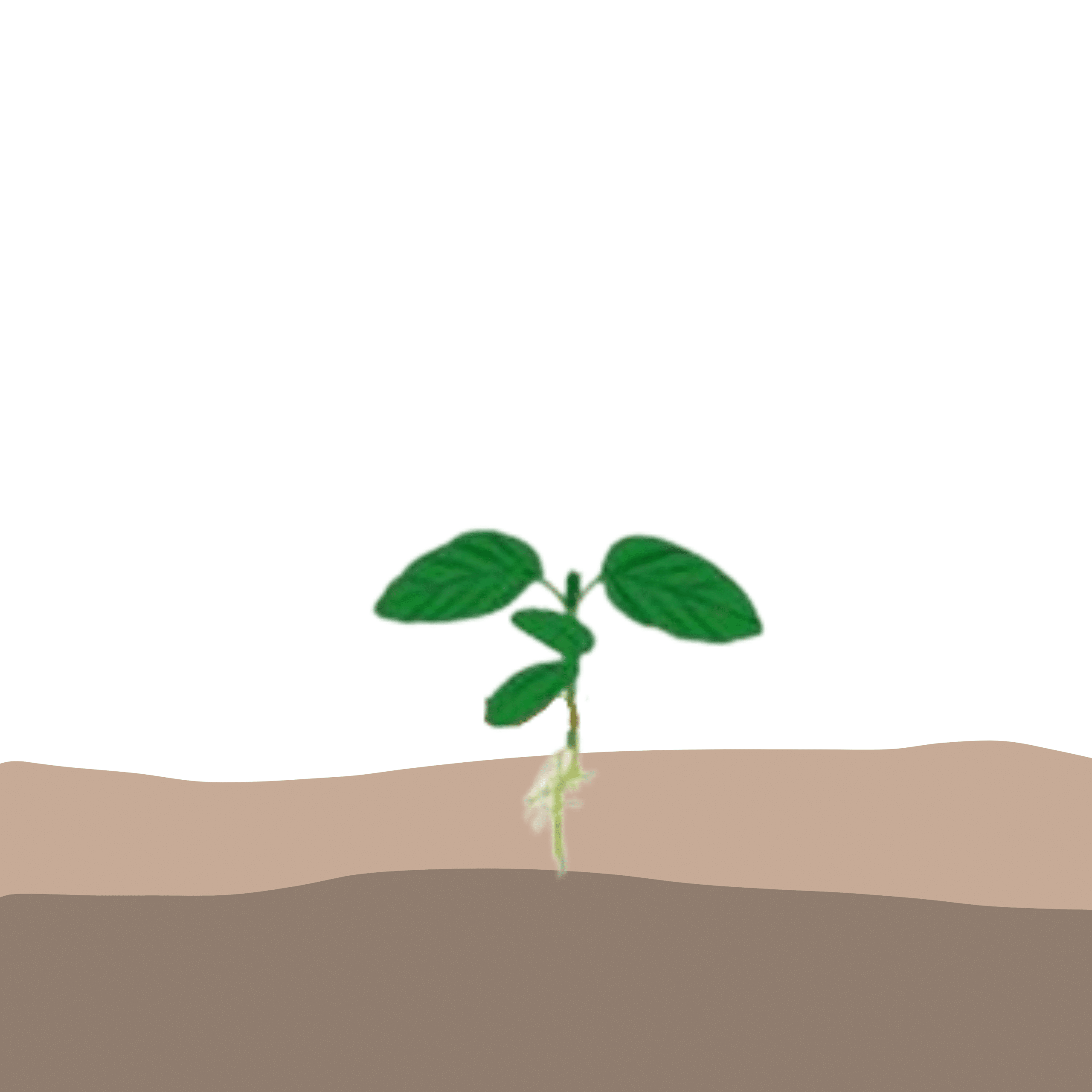 crop step 2