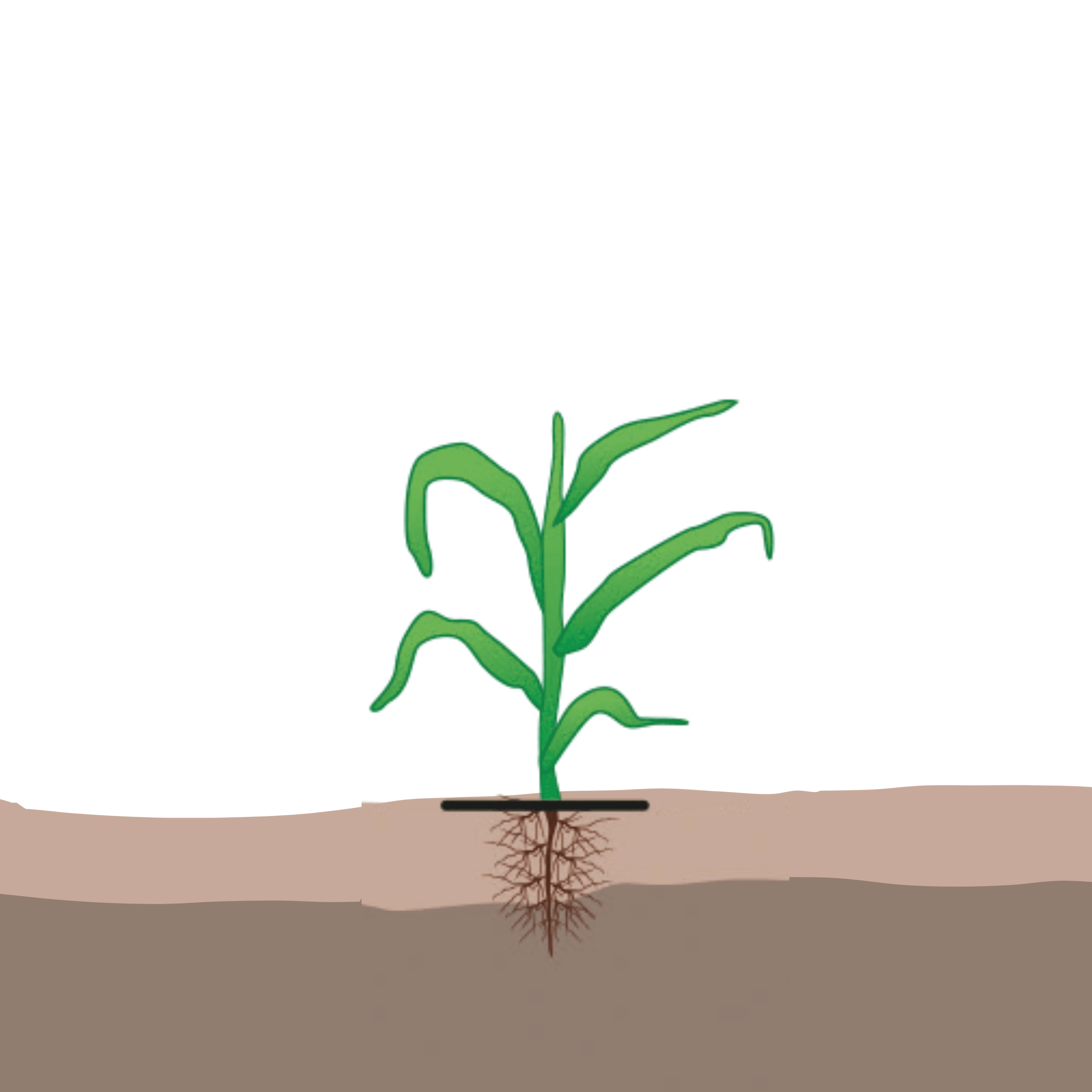 crop step 2