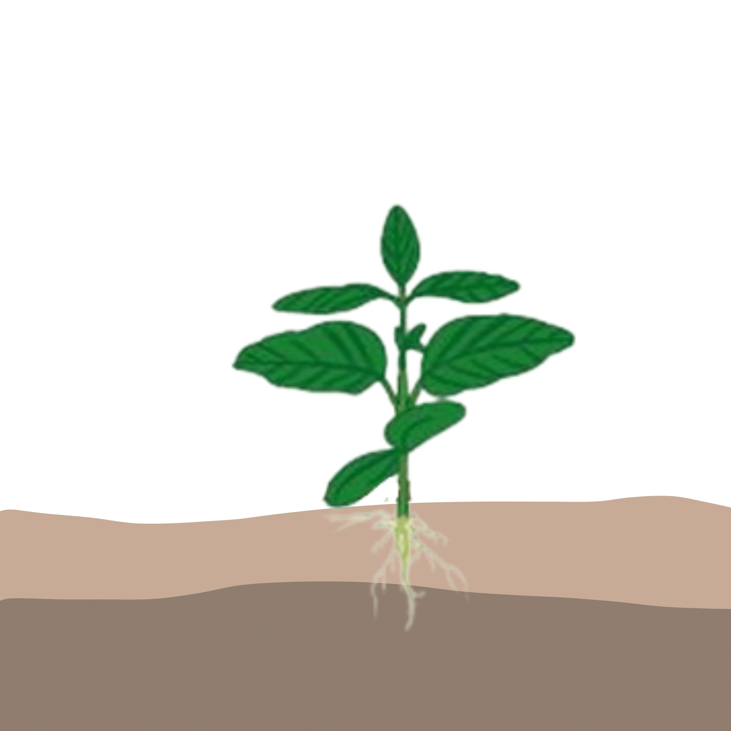 crop step 3
