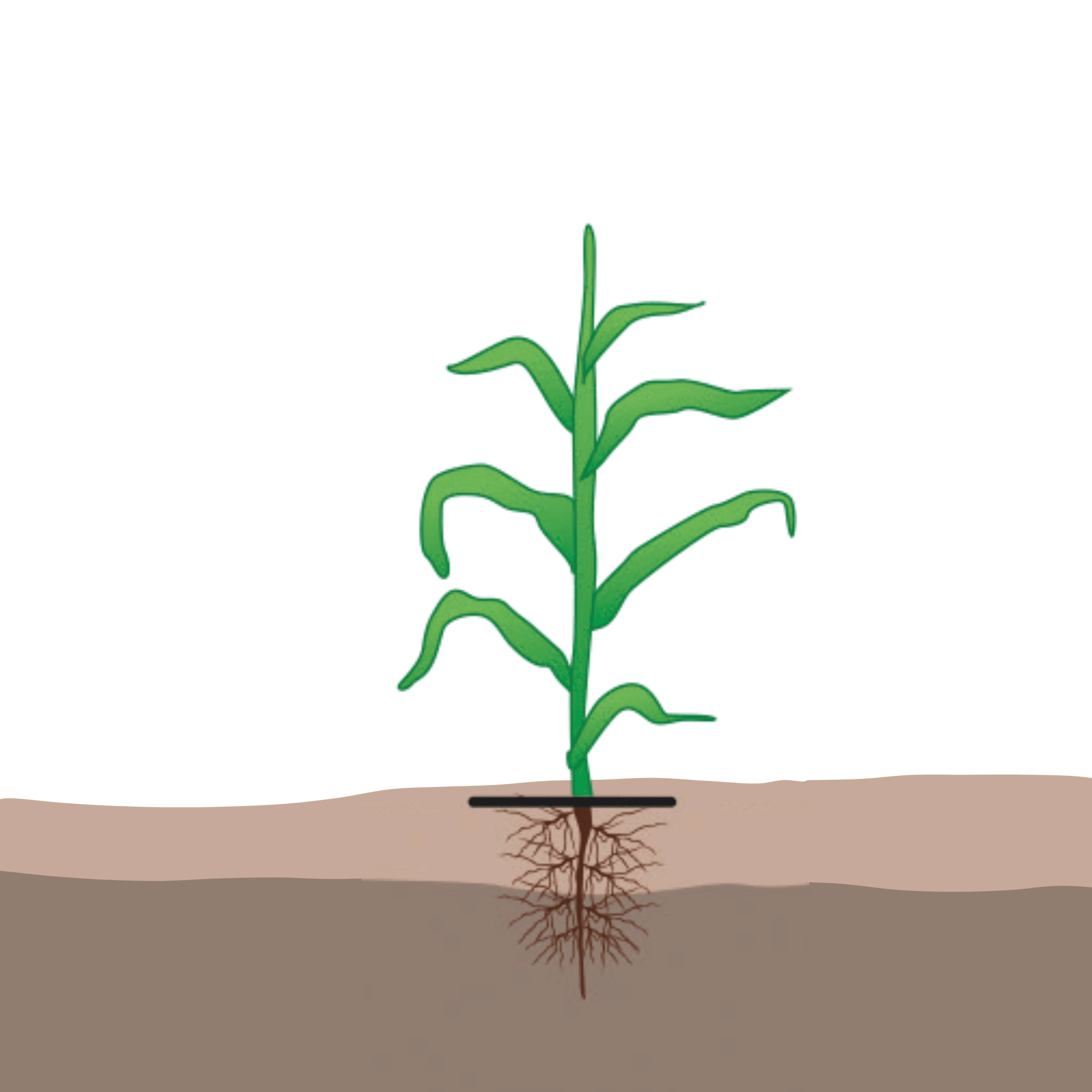 crop step 3