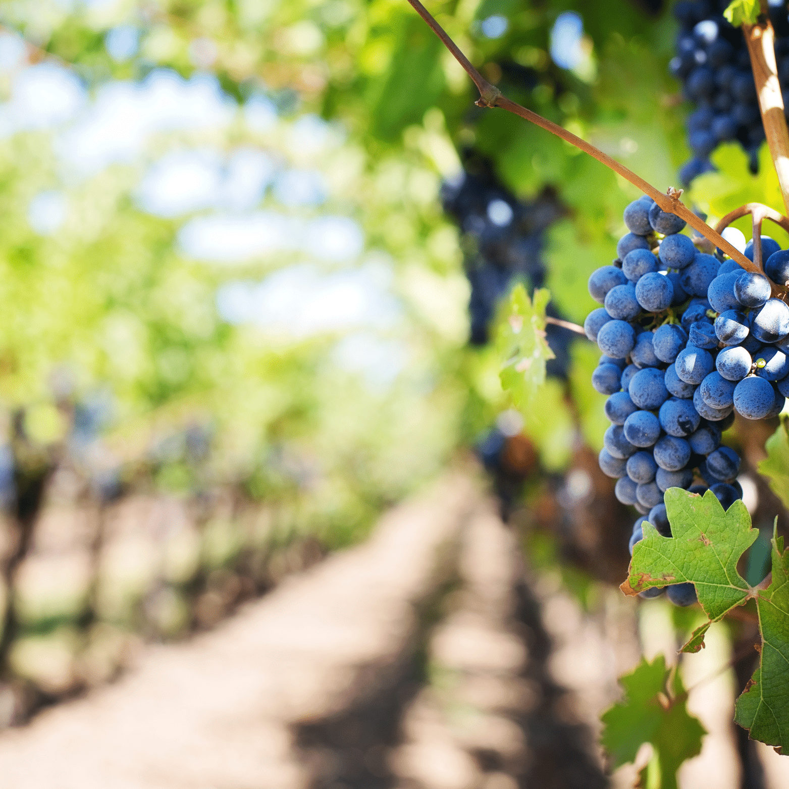 vignoble william houde timac agro