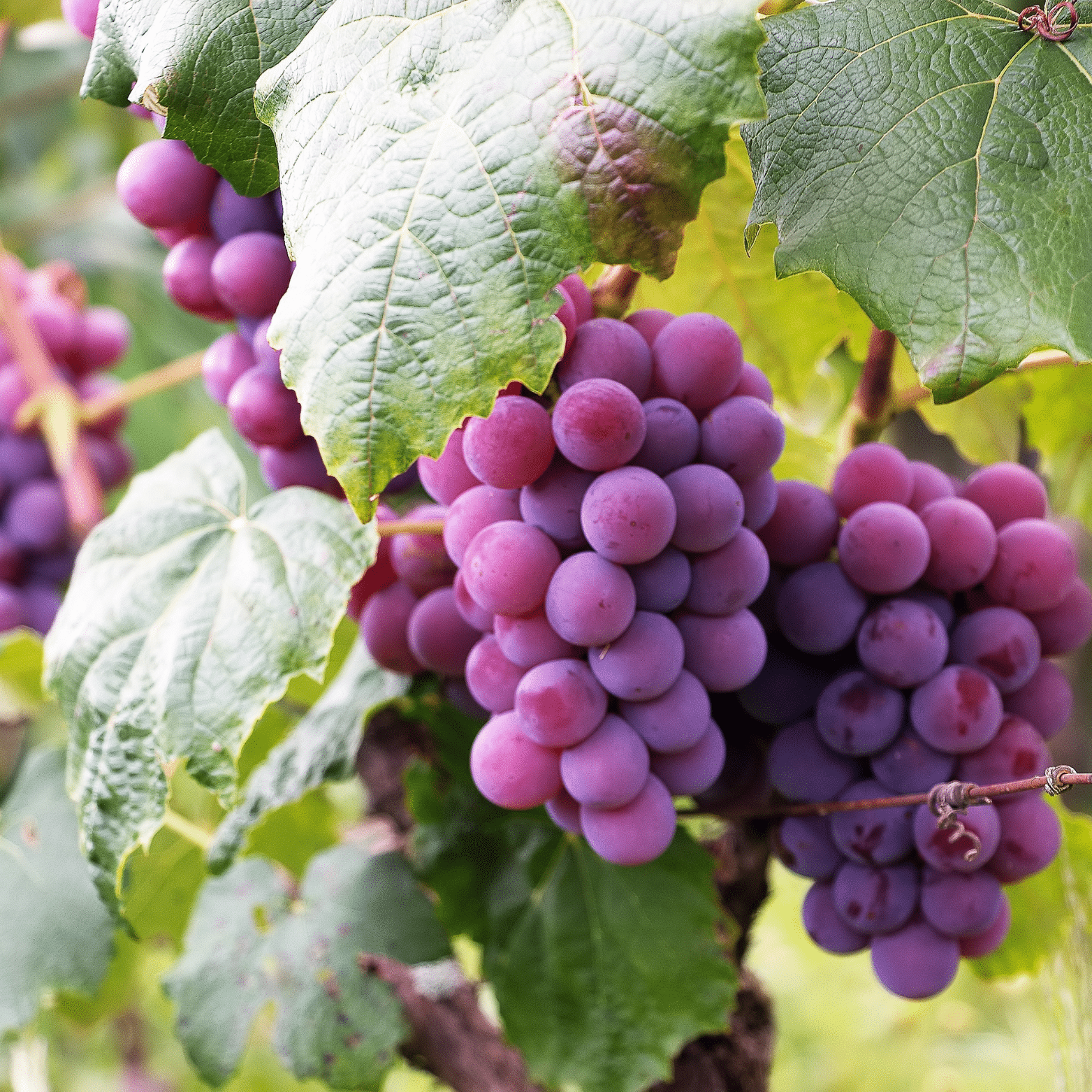 vignoble william houde timac agro