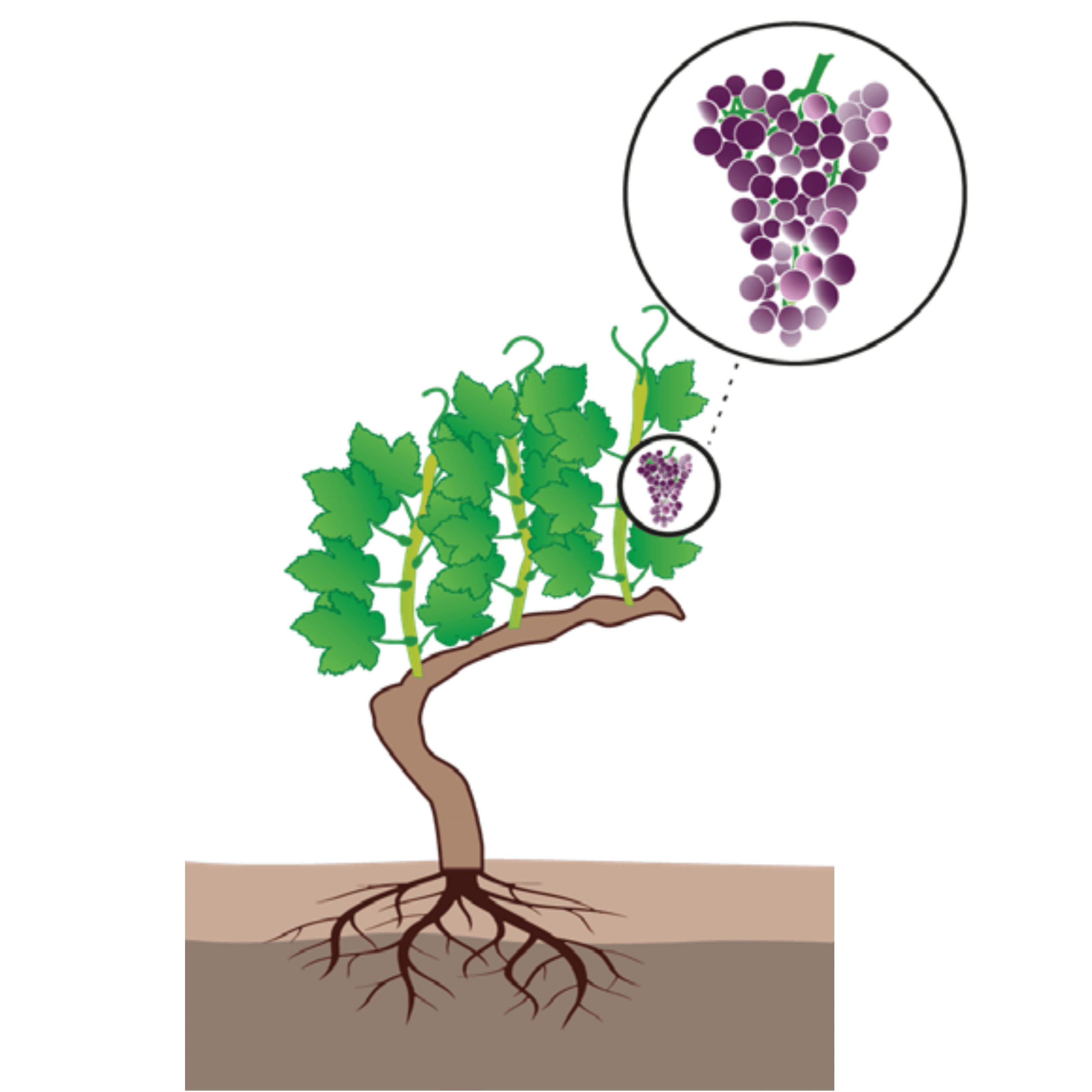 crop step 4