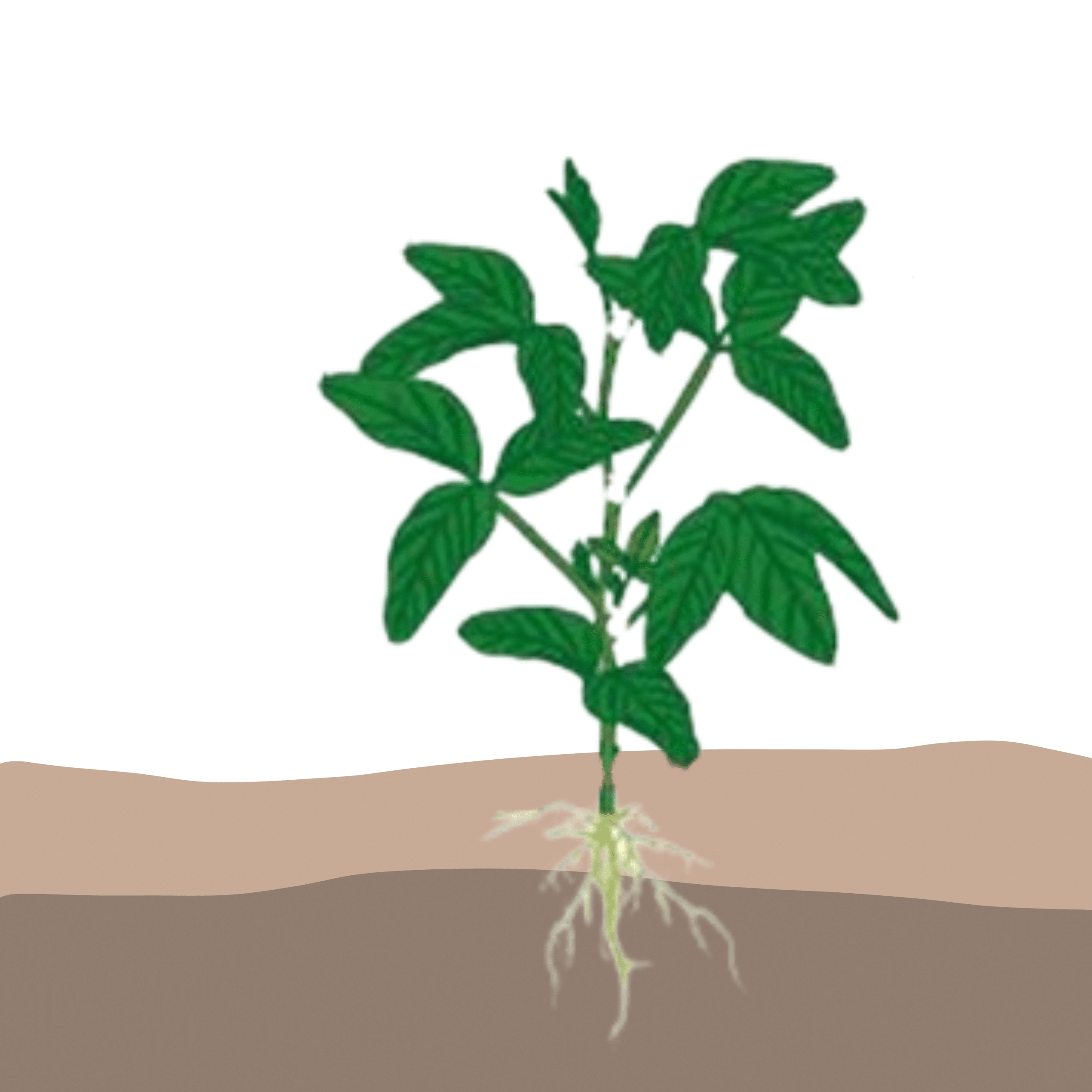crop step 4