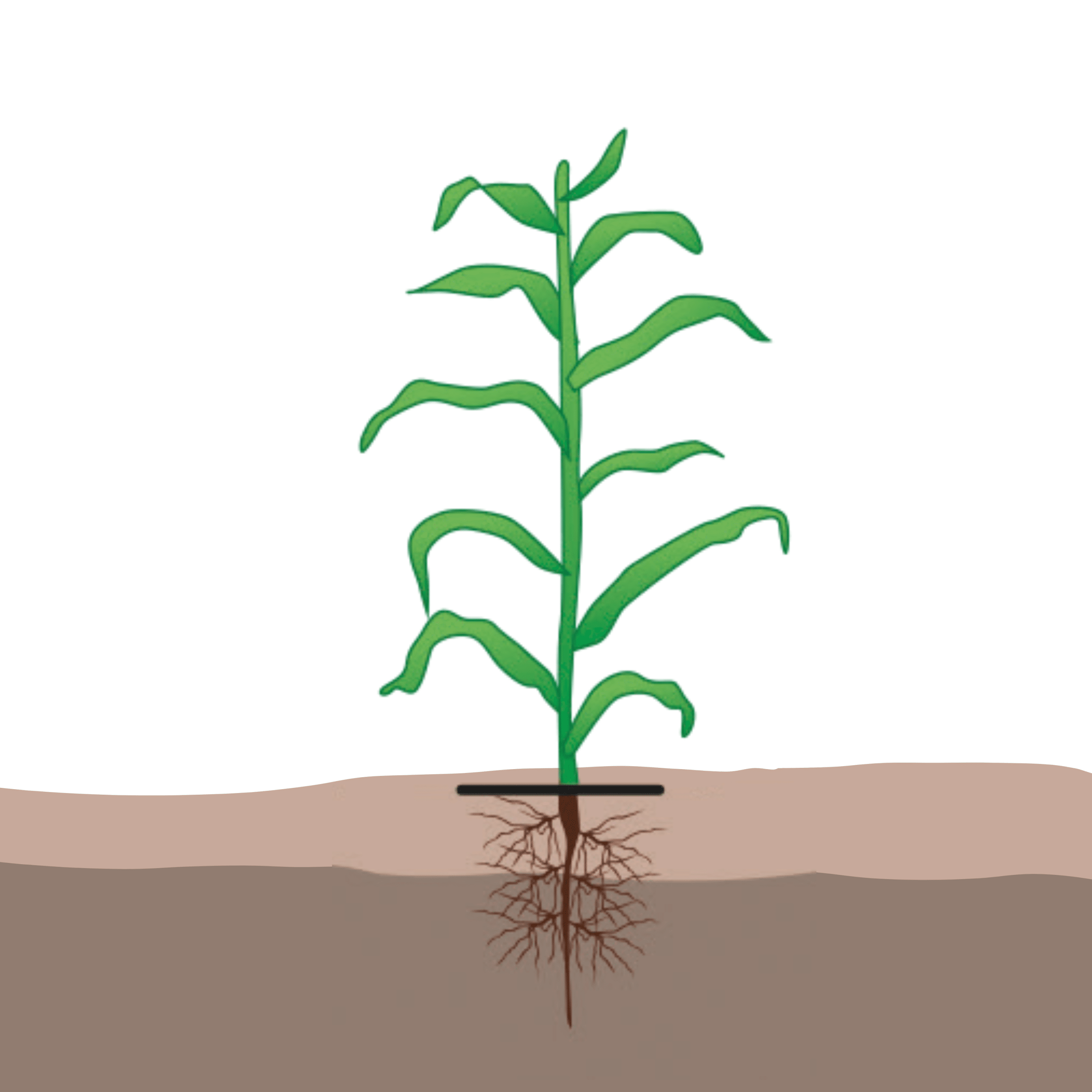 crop step 4