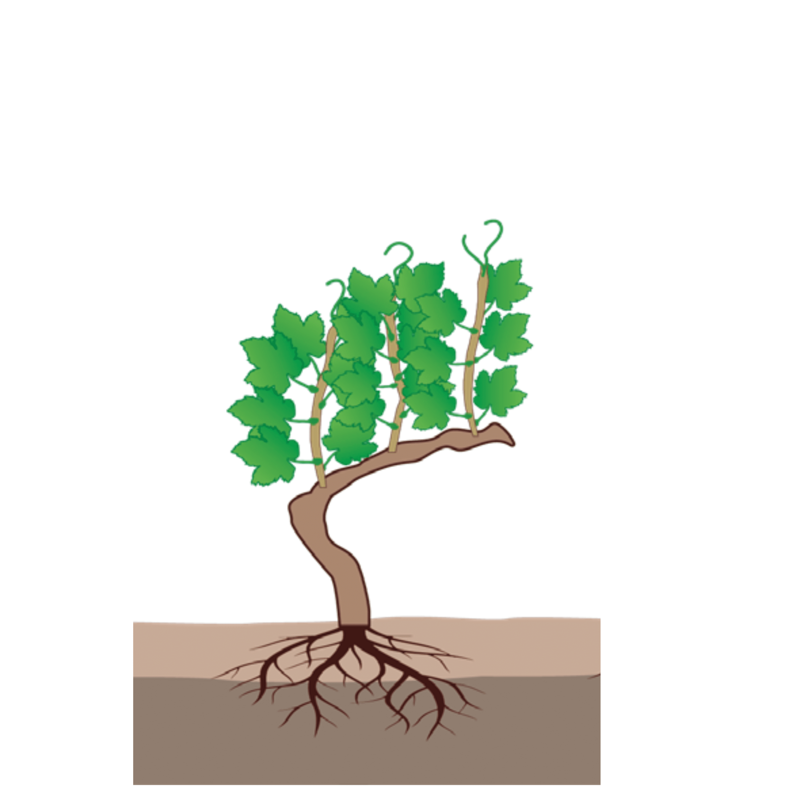 crop step 5
