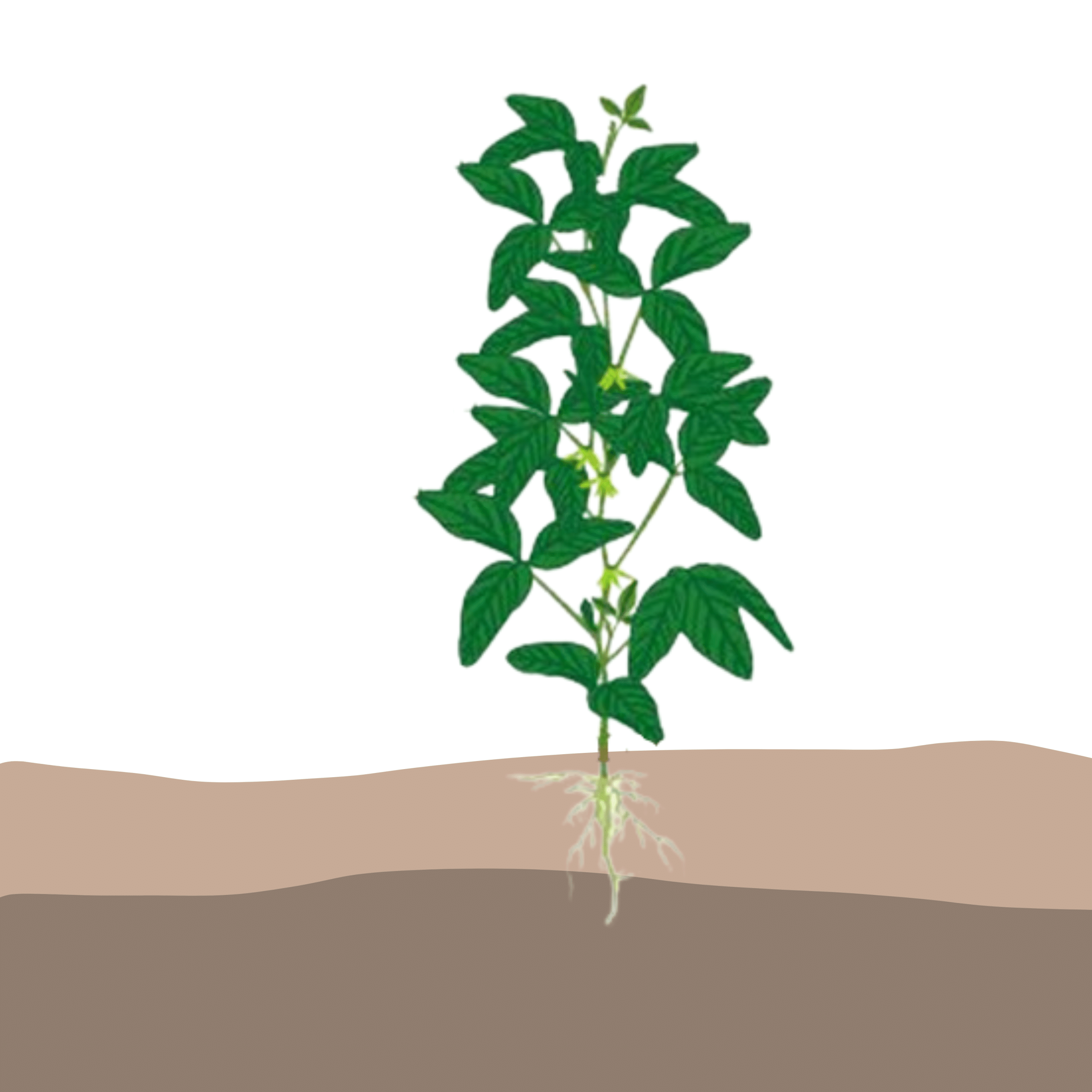crop step 5