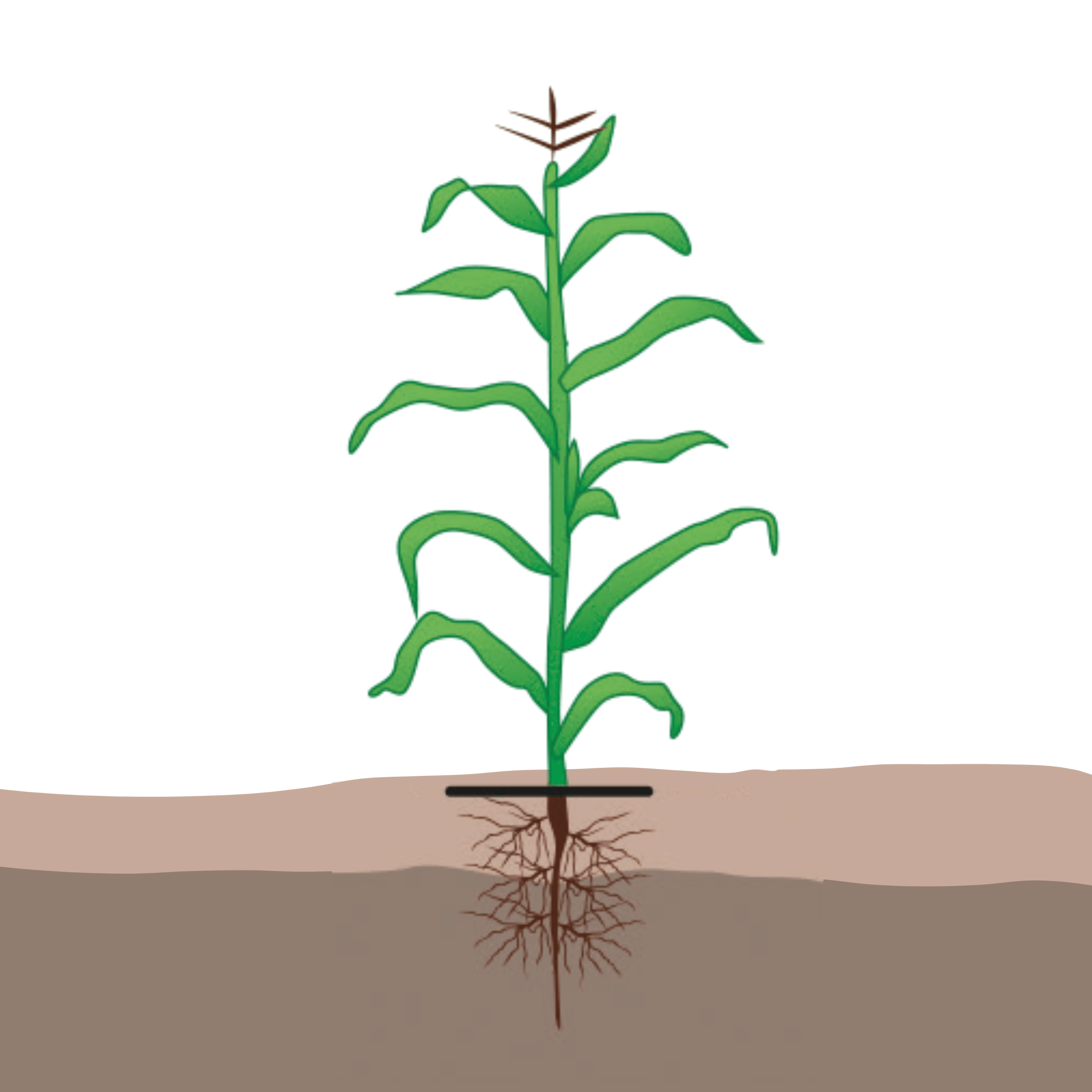 crop step 5