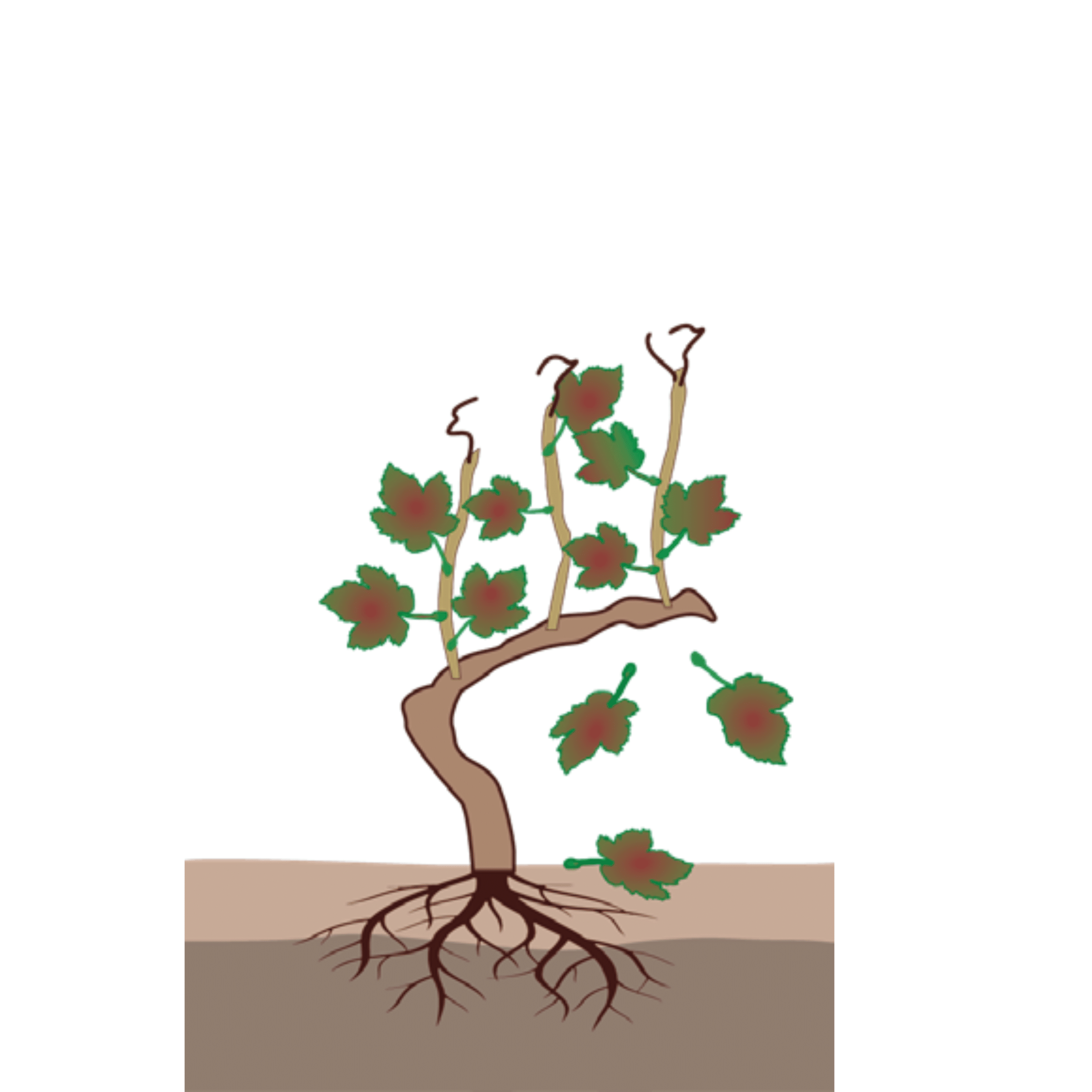 crop step 6