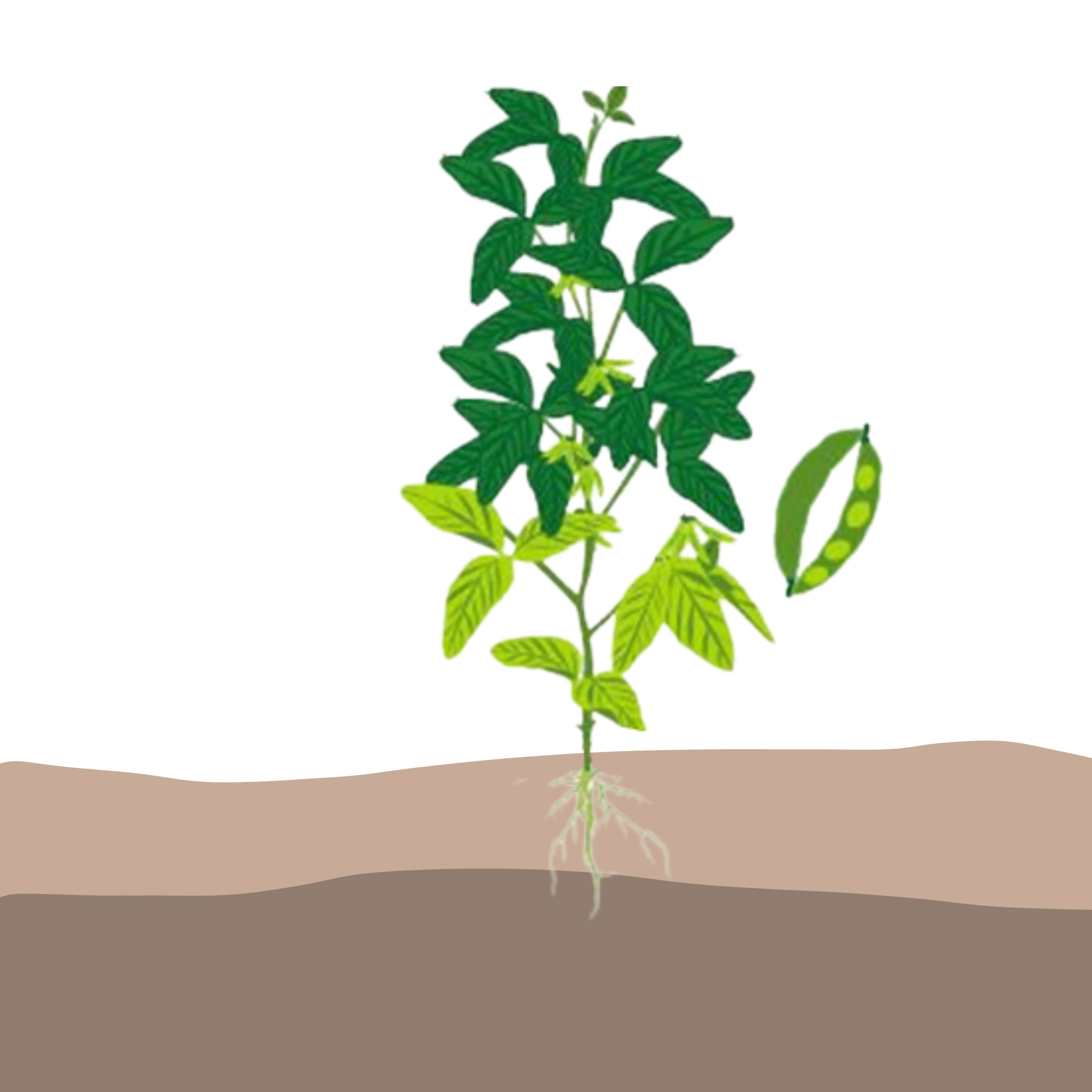 crop step 6