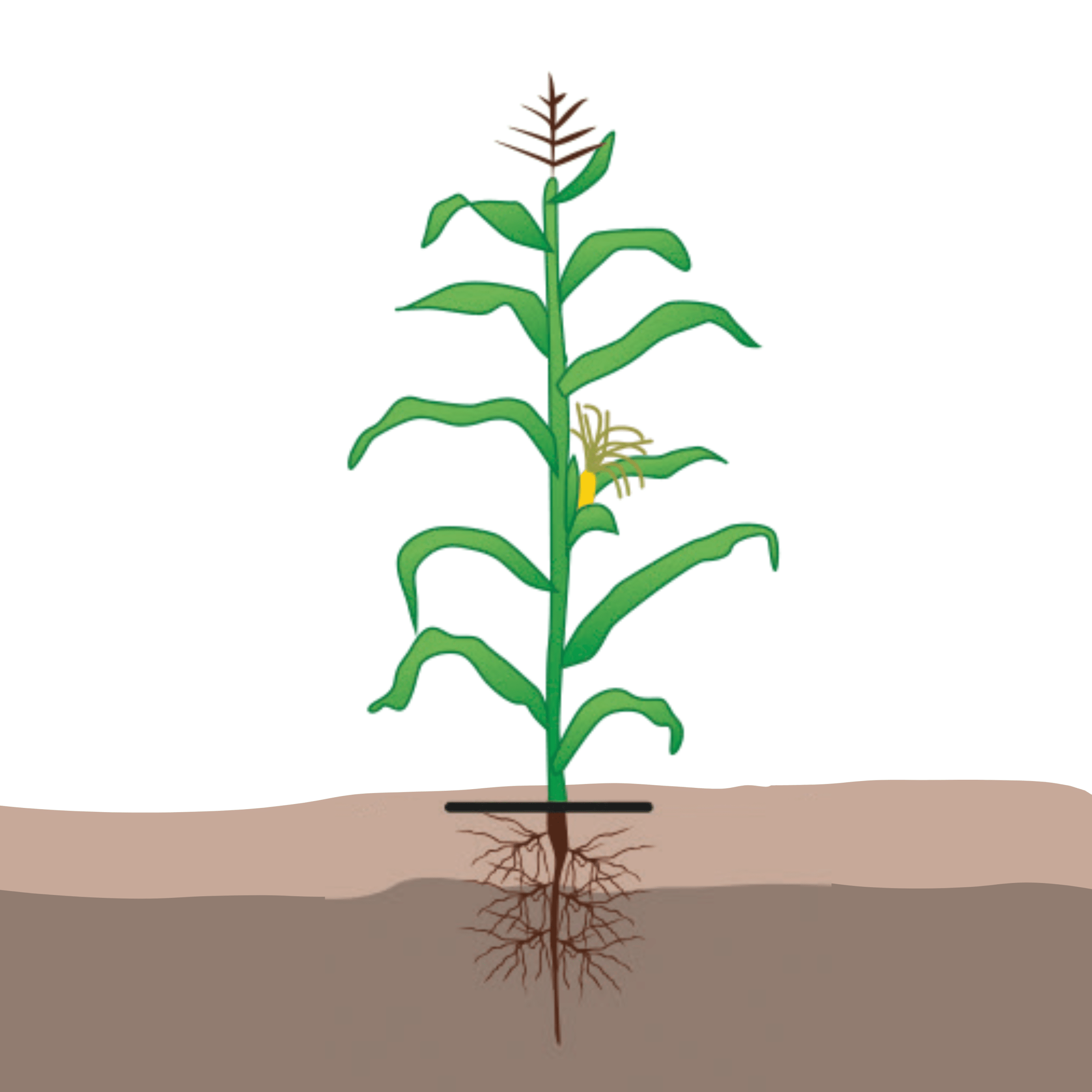 crop step 6