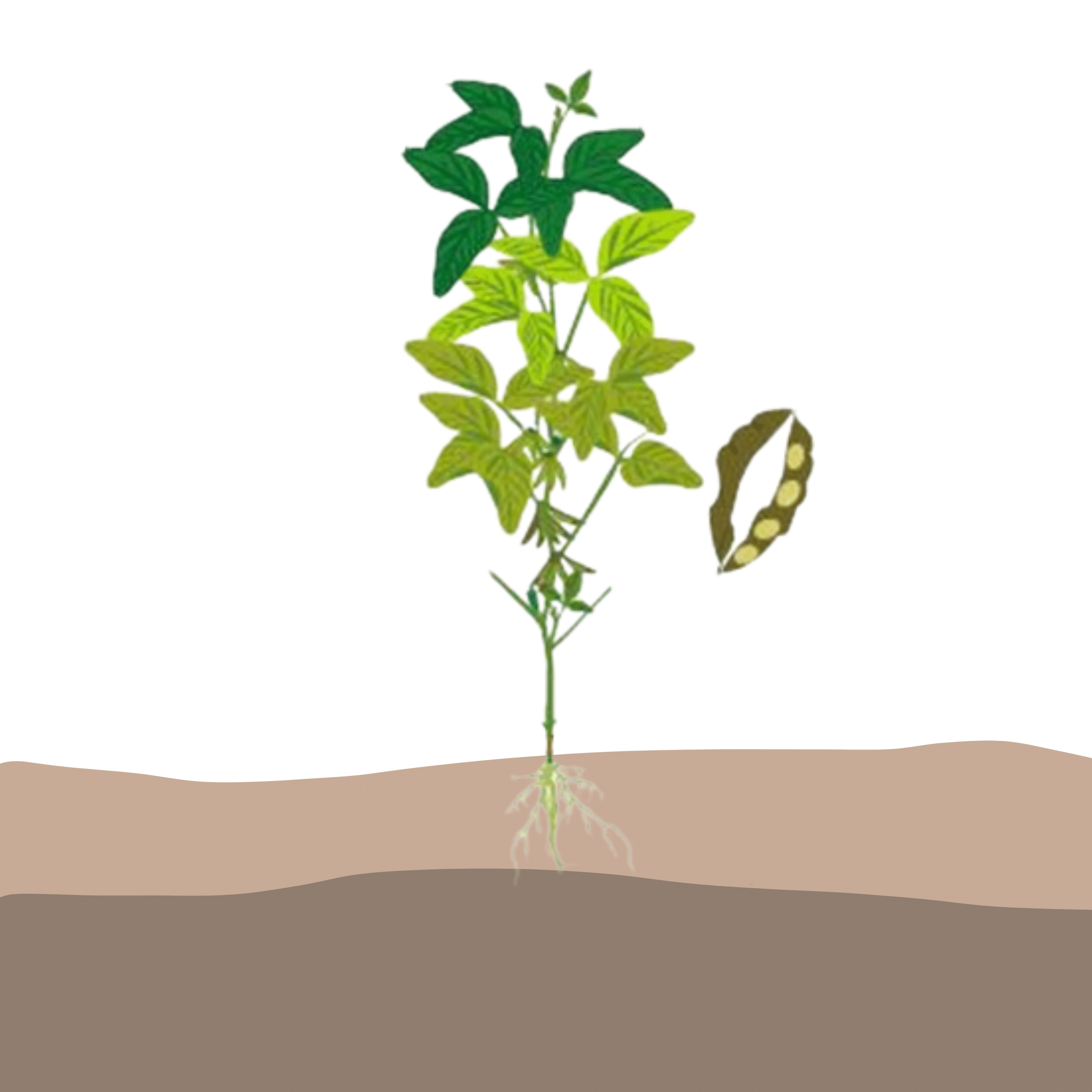 crop step 7