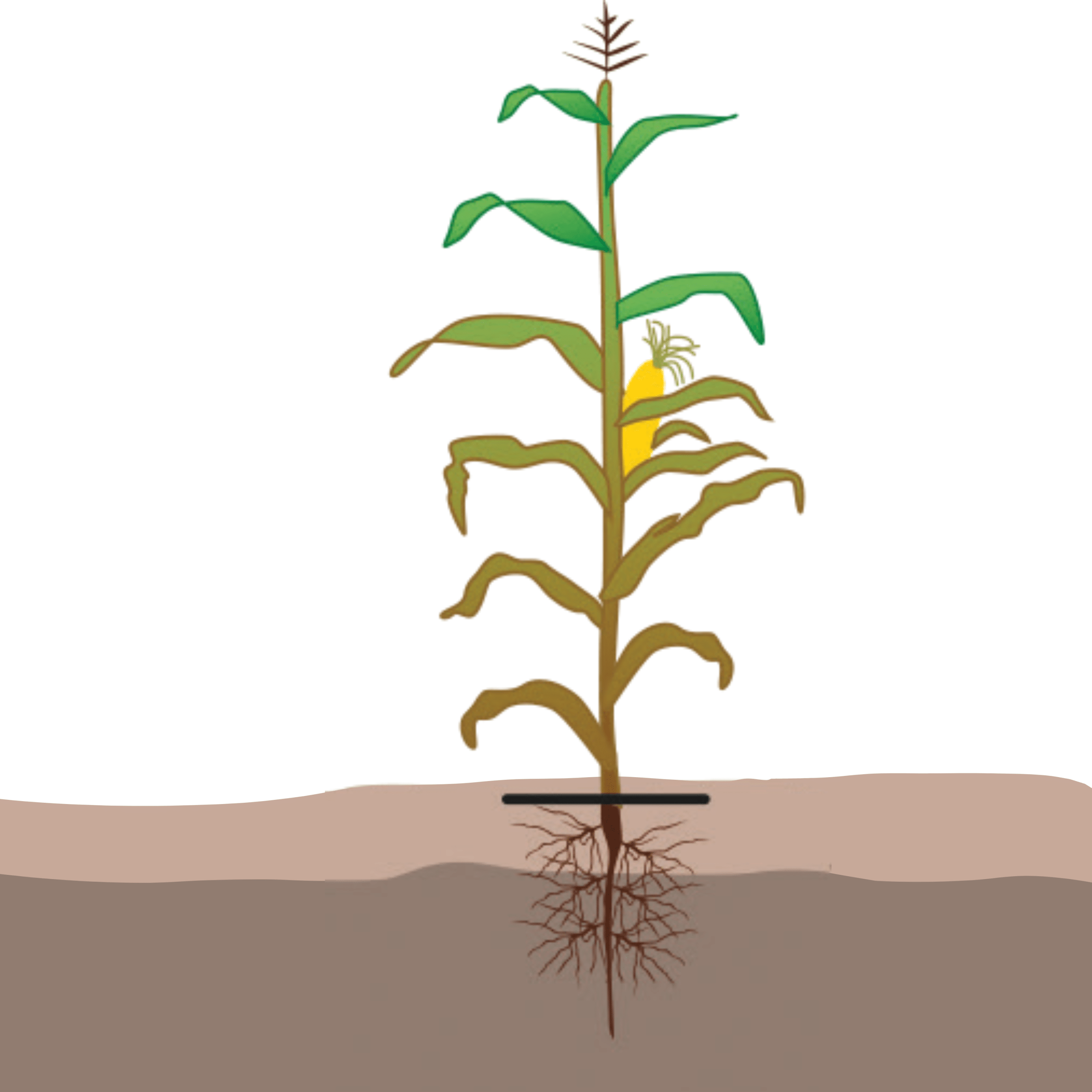 crop step 7