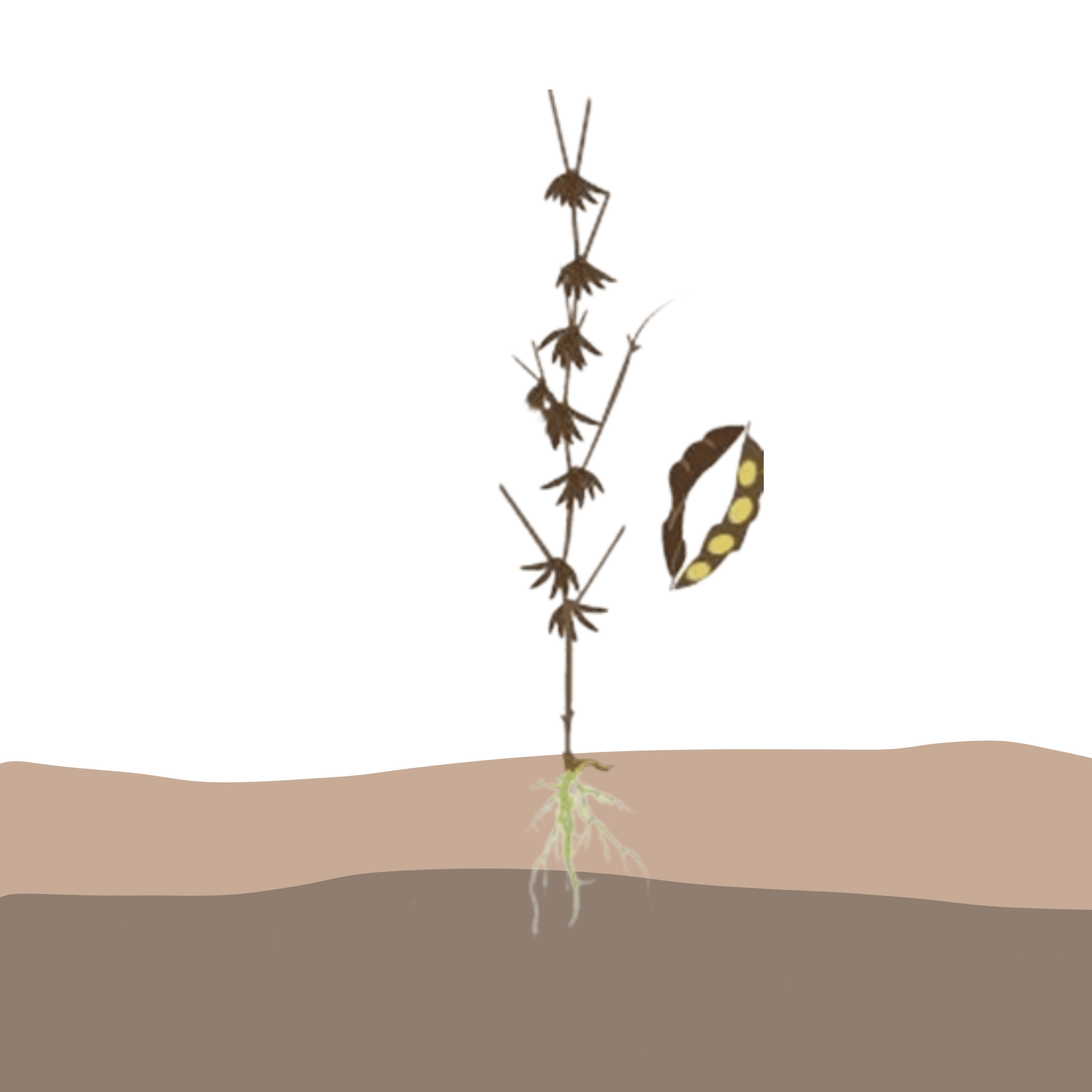crop step 8