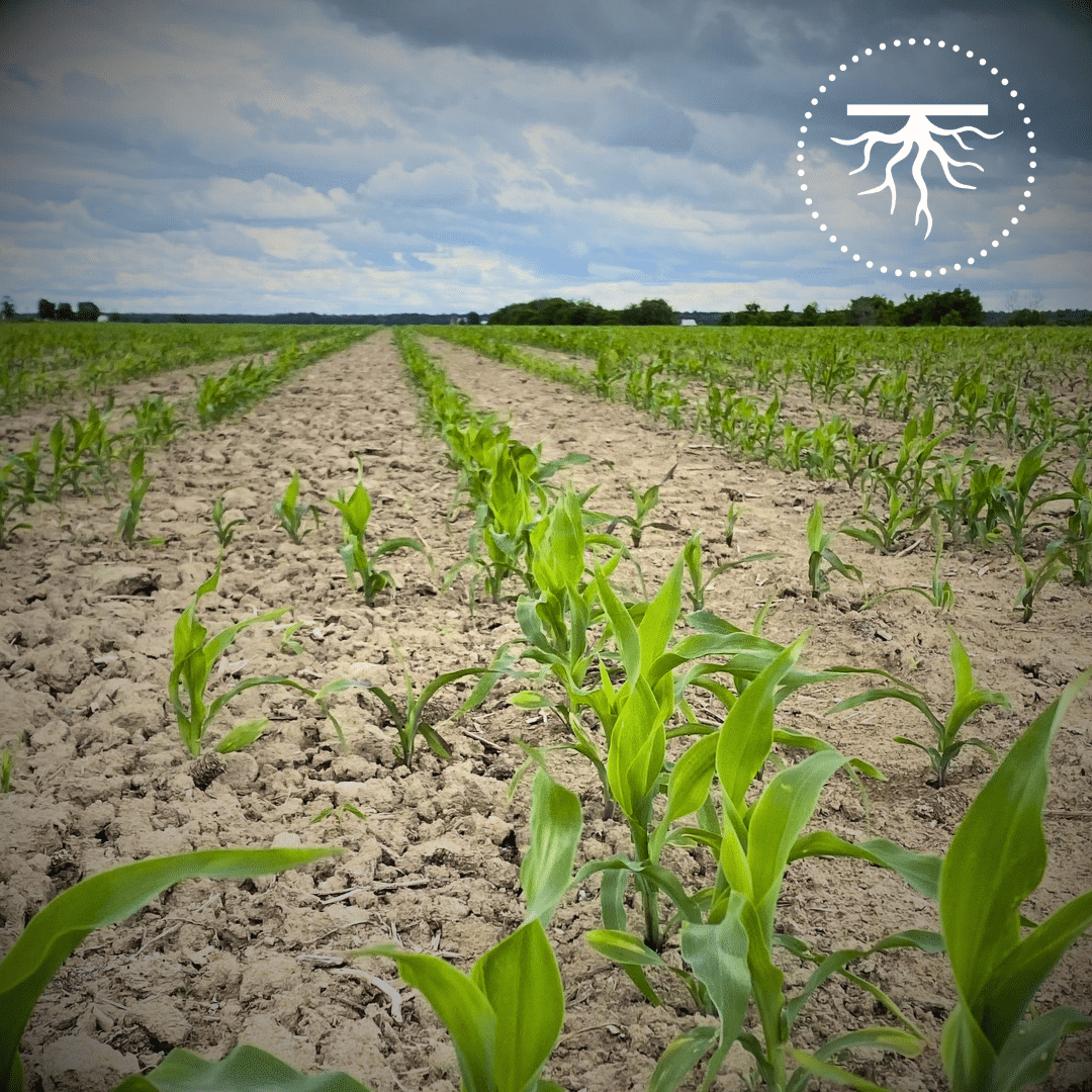 biostimulant timac agro william houde