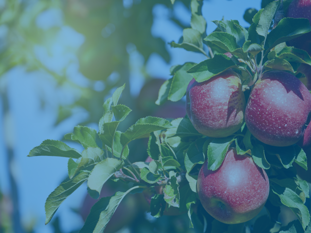 Pomme