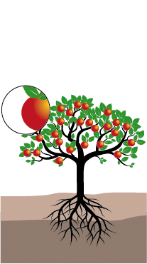crop step 7