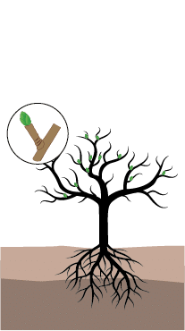 crop step 1