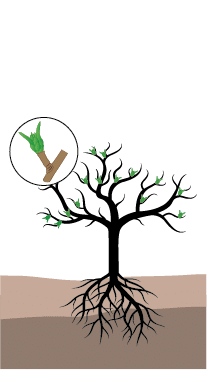 crop step 2