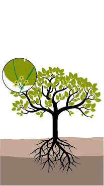 crop step 4