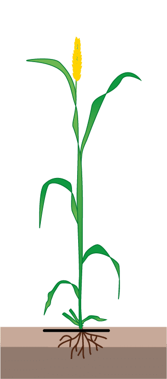 crop step 9