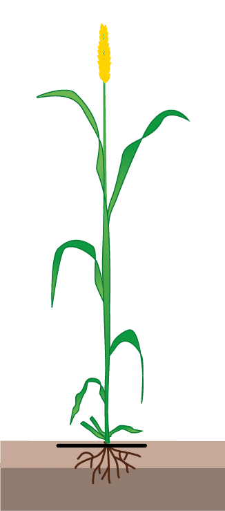crop step 10