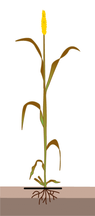 crop step 11