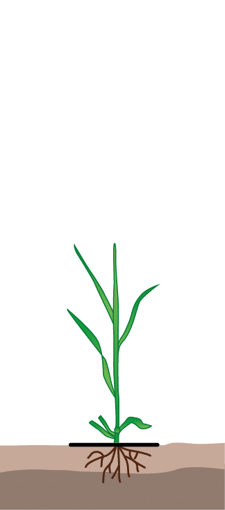 crop step 5