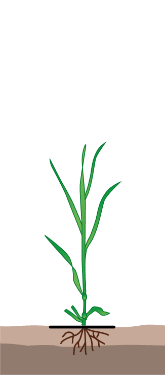 crop step 6