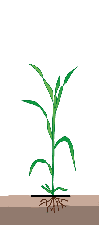 crop step 7