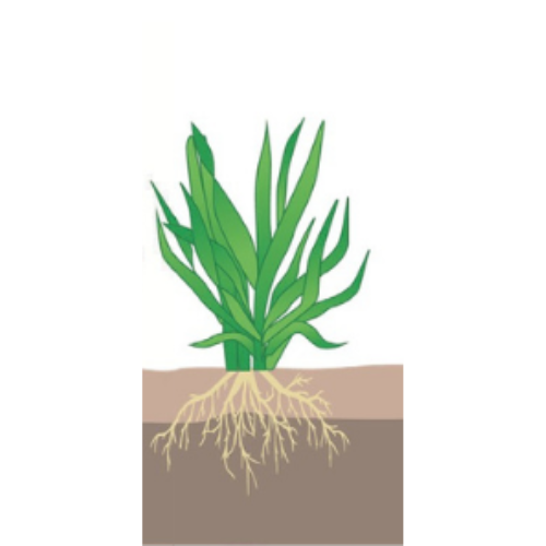 crop step 3