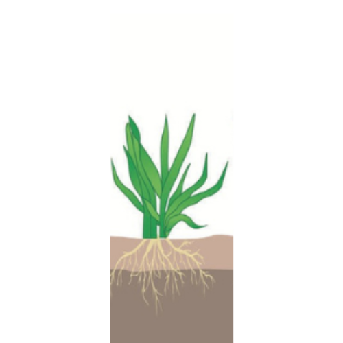crop step 2