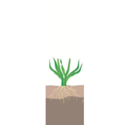 crop step 1